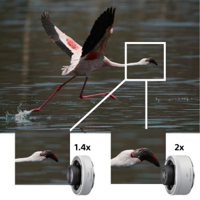 Sony FE 200-600mm F5.6-6.3 G OSS