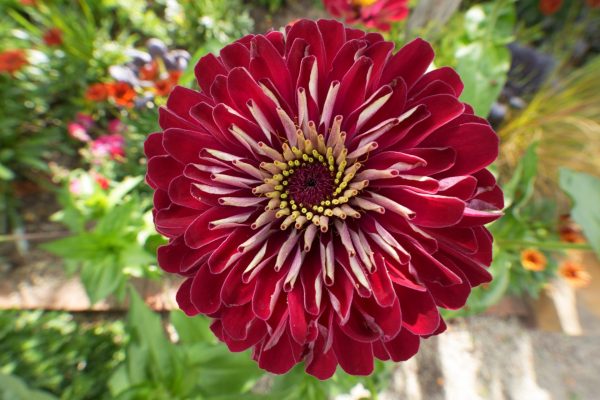 Sigma 10-18mm f/2.8 DC DN (Sony E)