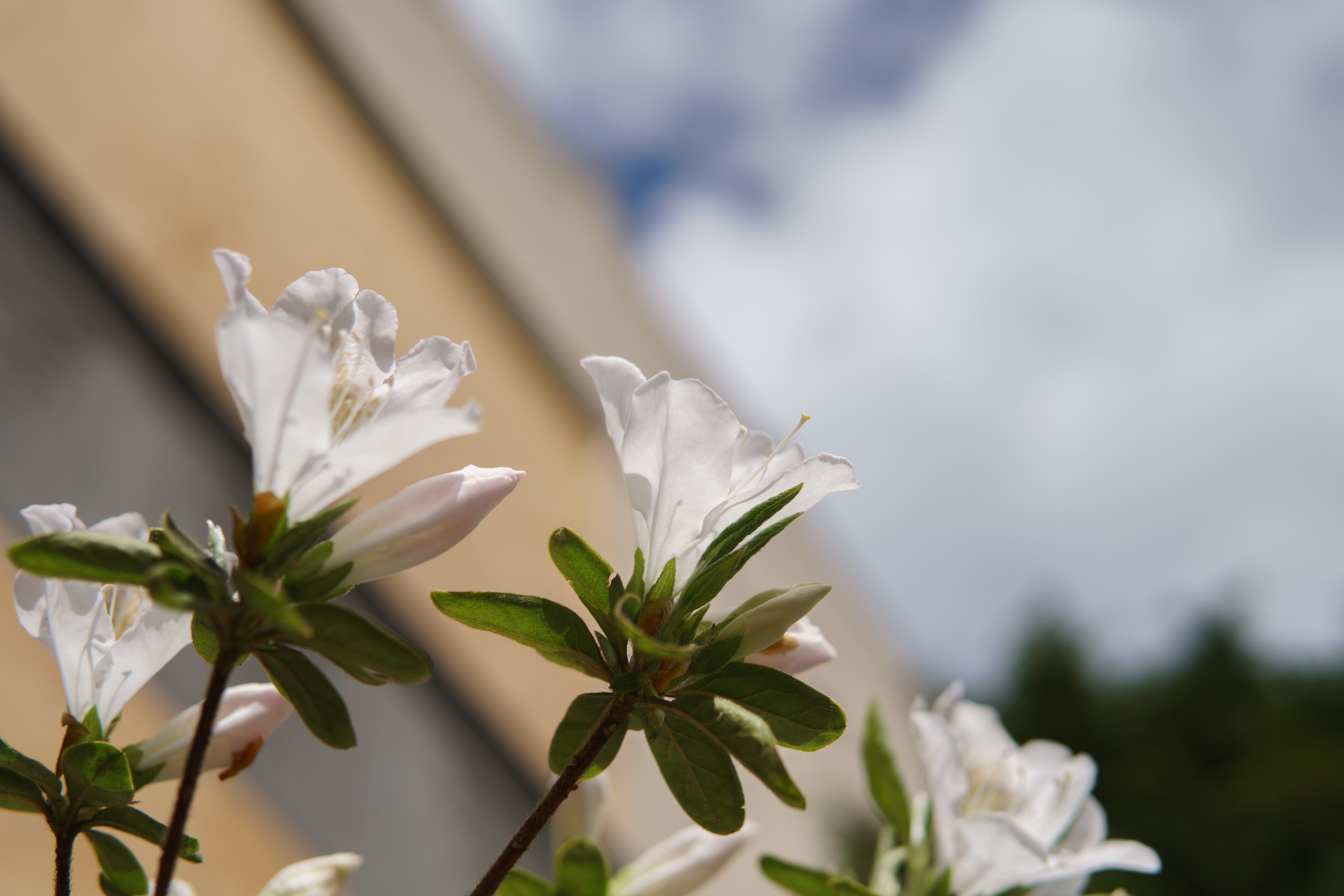 sigma-30mm-f114-dc-7