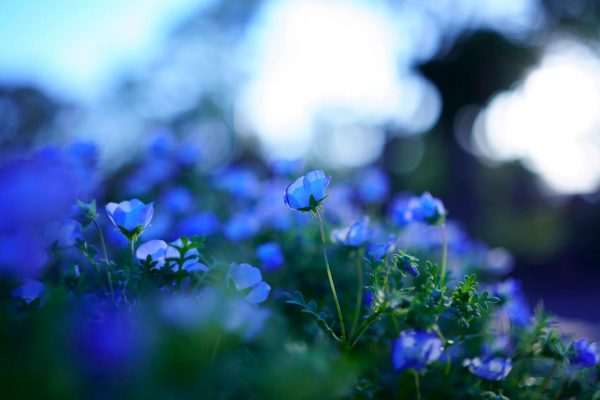 Sigma 35mm f/1.4 DG DN (Sony E)