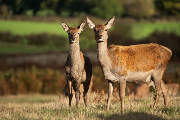 Sigma 60-600mm f/4.5-6.3 DG DN OS (Sony E)