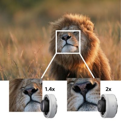 Sony FE 600mm F4 GM OSS