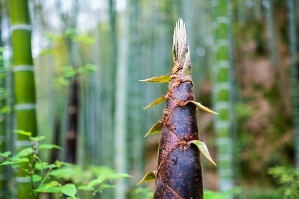 Viltrox AF 33mm f/1.4 XF V2