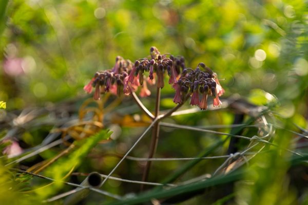 viltrox-af-50mm-f2-fe-12-600x400-2 Viltrox AF 50mm f/2 FE (Sony E)